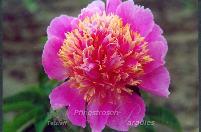 pfingstrose-paeonia-peony-Tom Eckhard