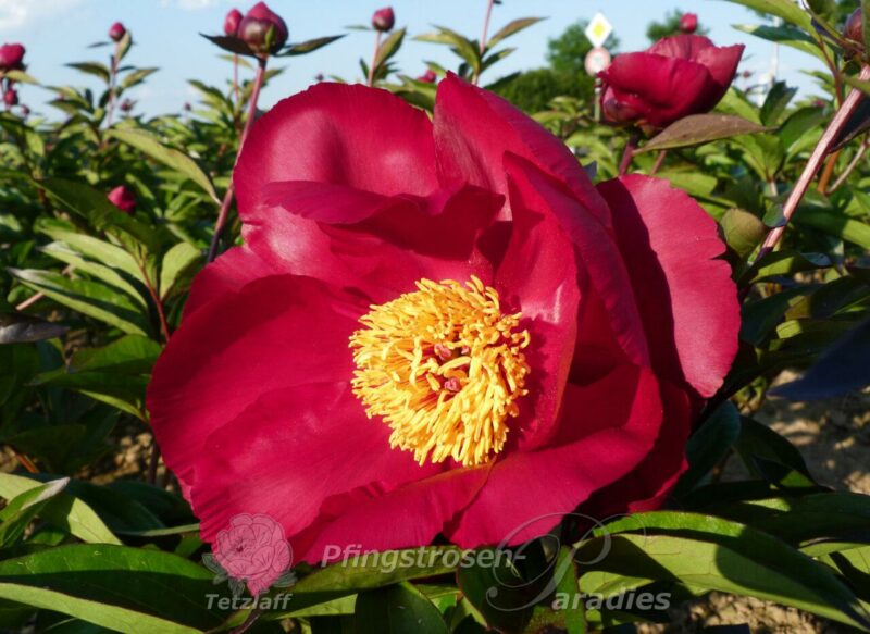 pfingstrose-paeonia-peony-Topeka Garnet