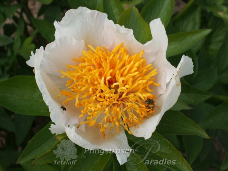 pfingstrose-paeonia-peony-Sanctus