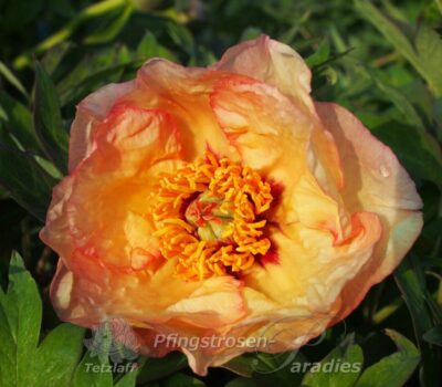 pfingstrose-paeonia-peony-Wings of the Morning