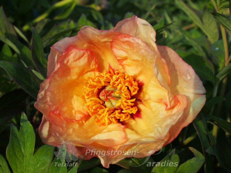 pfingstrose-paeonia-peony-Wings of the Morning