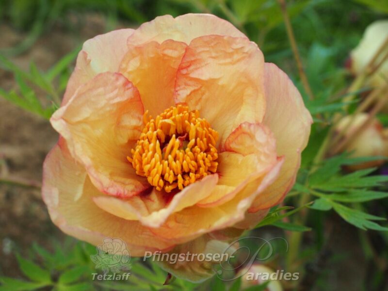 pfingstrose-paeonia-peony-Tria