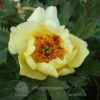 pfingstrose-paeonia-peony-Urania