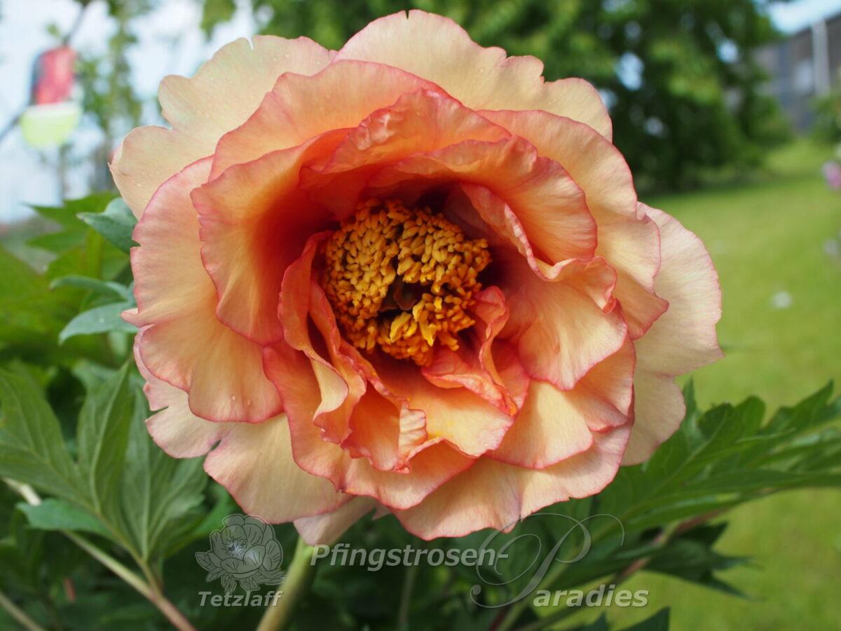 Valencia Delight Valencia Delight