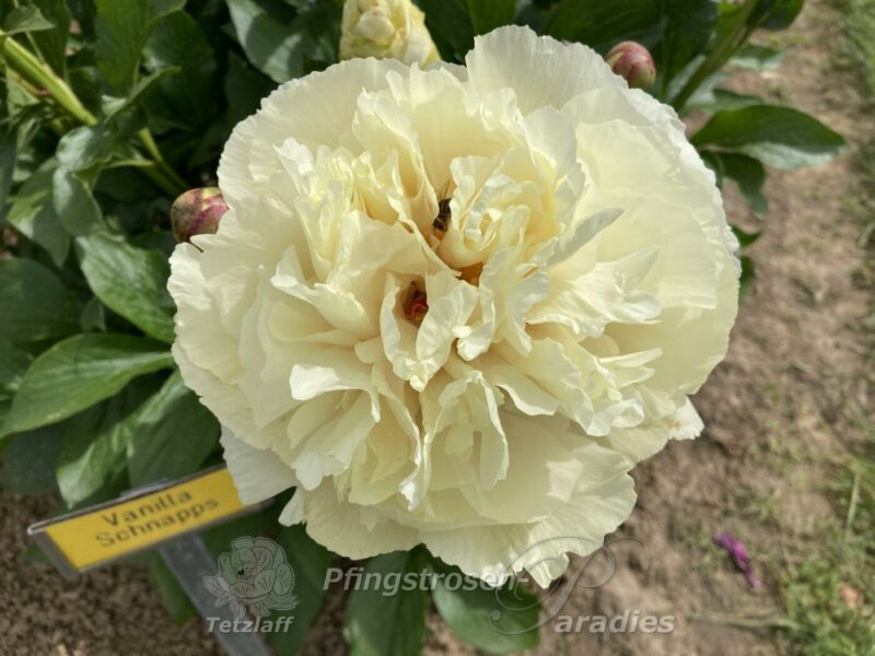 pfingstrose-paeonia-peony-Vanilla Schnapps