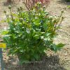 Vpfingstrose-paeonia-peony-anilla Schnapps