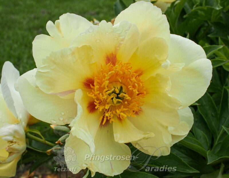 pfingstrose-paeonia-peony-Vicking Full Moon