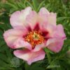 pfingstrose-paeonia-peony-isions-of-Sugar-Plums