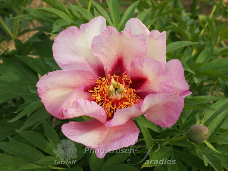 pfingstrose-paeonia-peony-isions-of-Sugar-Plums