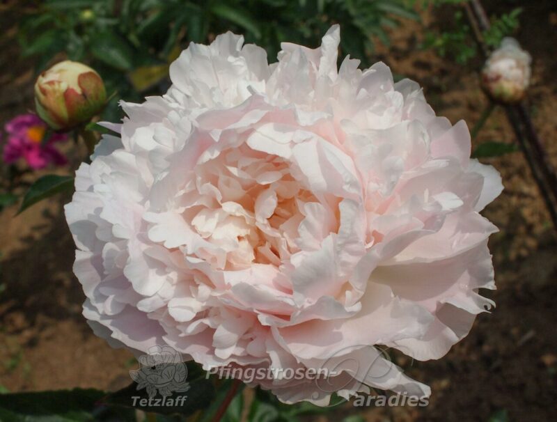 pfingstrose-paeonia-peony-Vogue