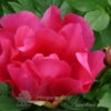 pfingstrose-paeonia-peony-Water Melon Wine