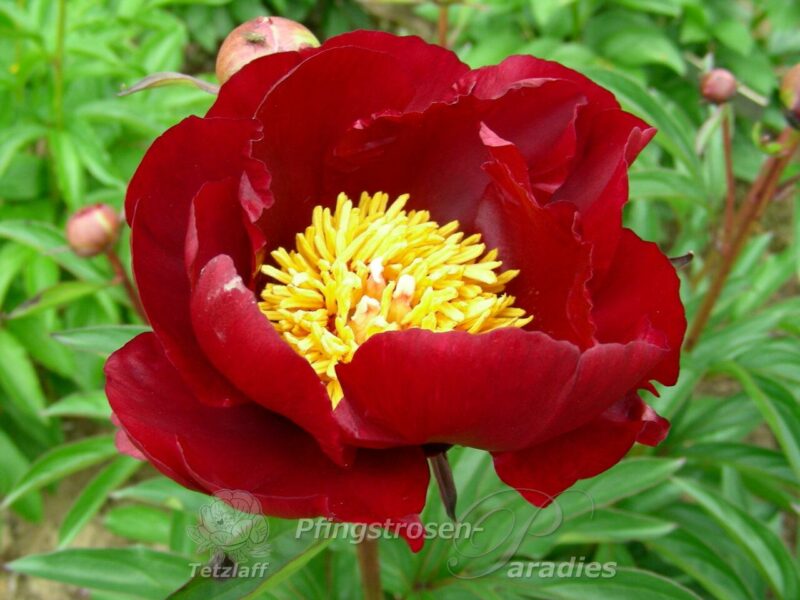 pfingstrose-paeonia-peony-Weinpokal