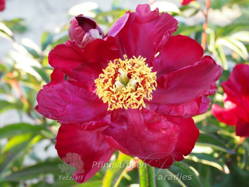 pfingstrose-paeonia-peony-Weinpokal