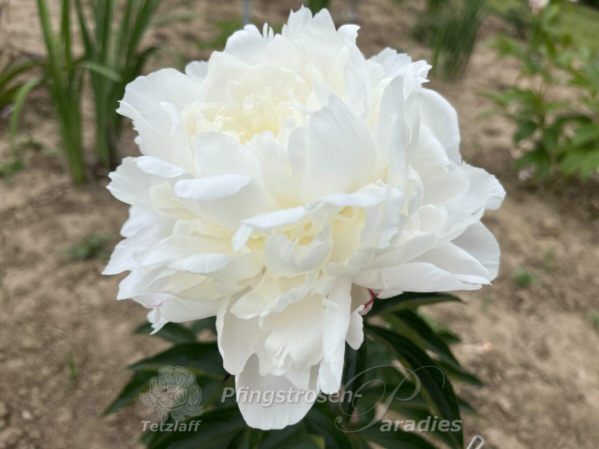 White Frost White Frost