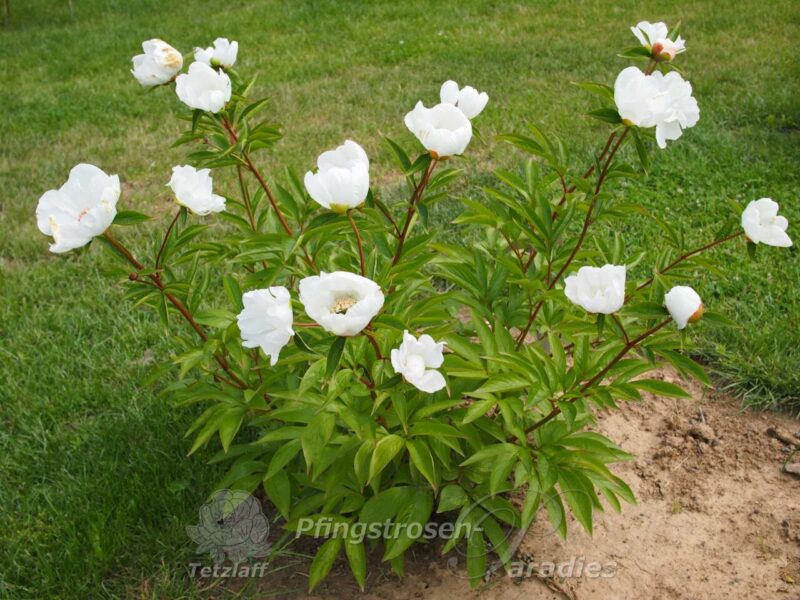 pfingstrose-paeonia-peony-White Innocence