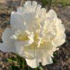 White Masterpiece