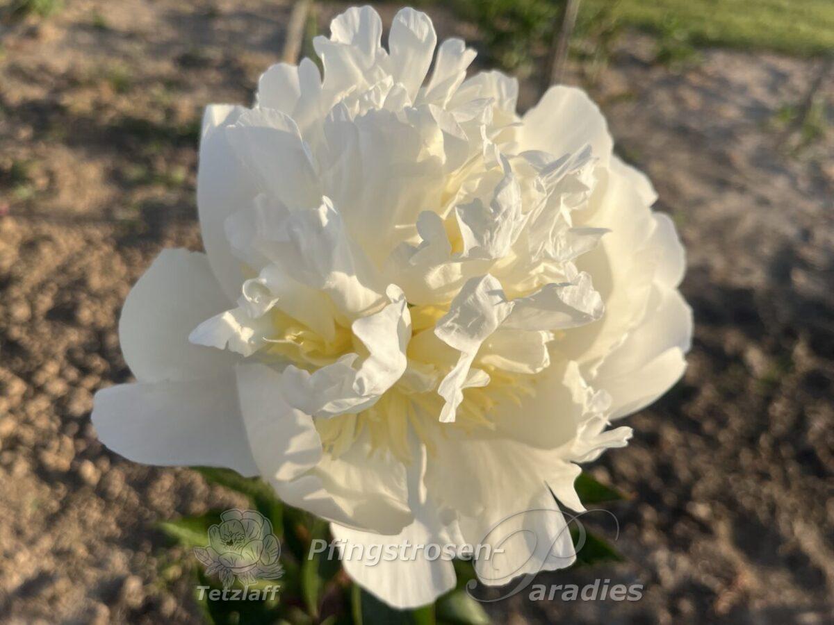 White Masterpiece