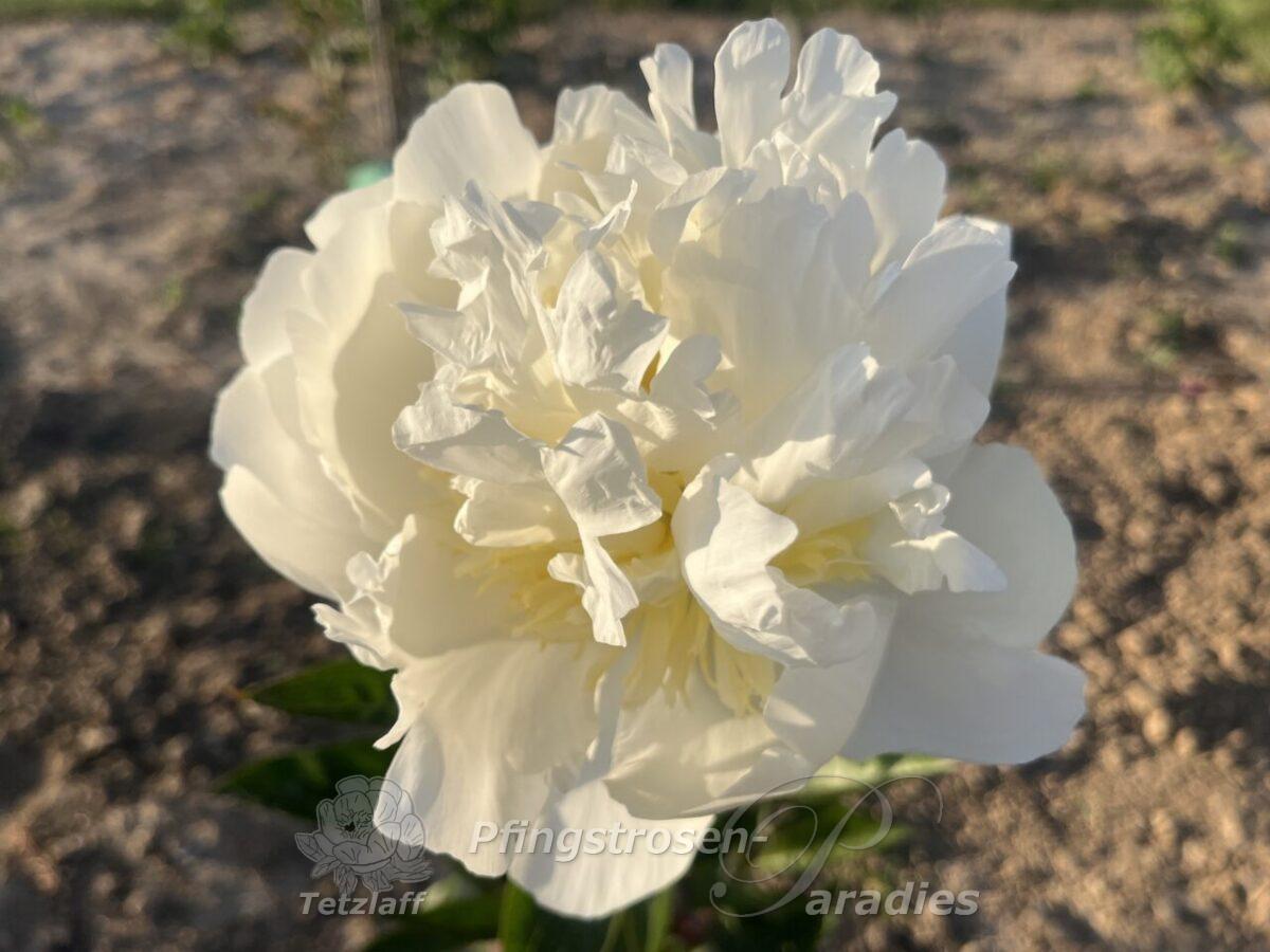 White Masterpiece