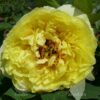 pfingstrose-paeonia-peony-Yellow Crown