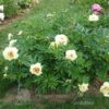 pfingstrose-paeonia-peony-Yellow Water Lily