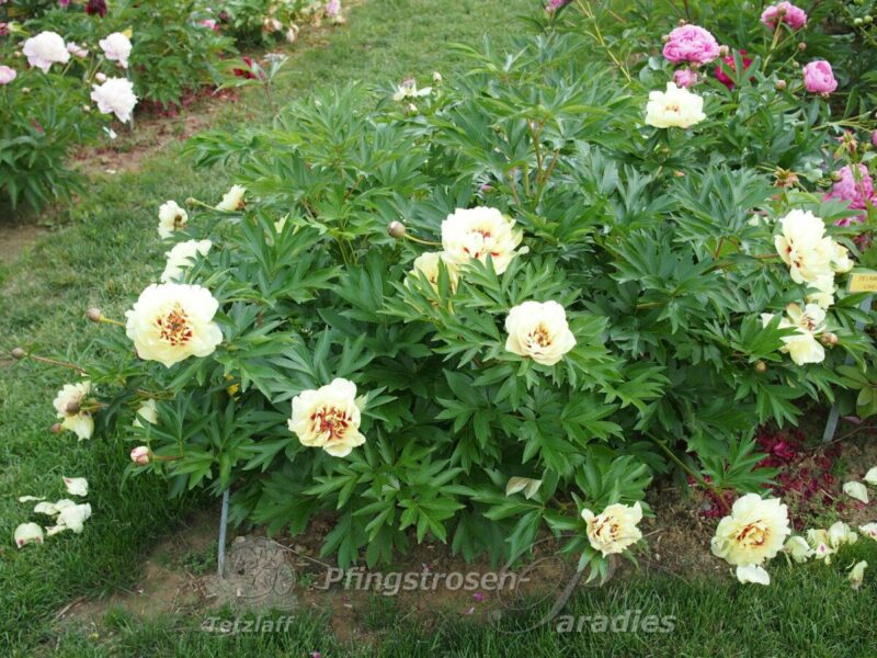 pfingstrose-paeonia-peony-Yellow Water Lily