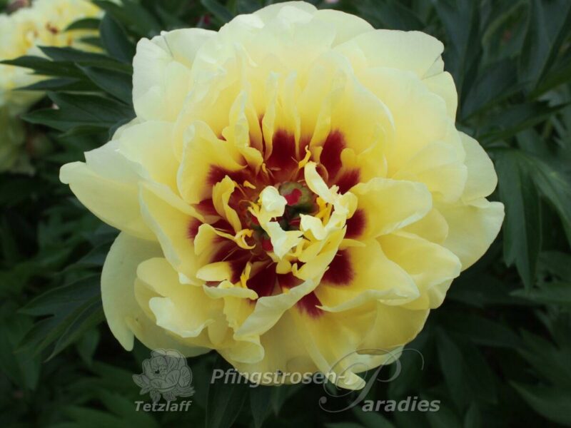 pfingstrose-paeonia-peony-Yellow Water Lily