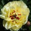 pfingstrose-paeonia-peony-yellow Water Lily