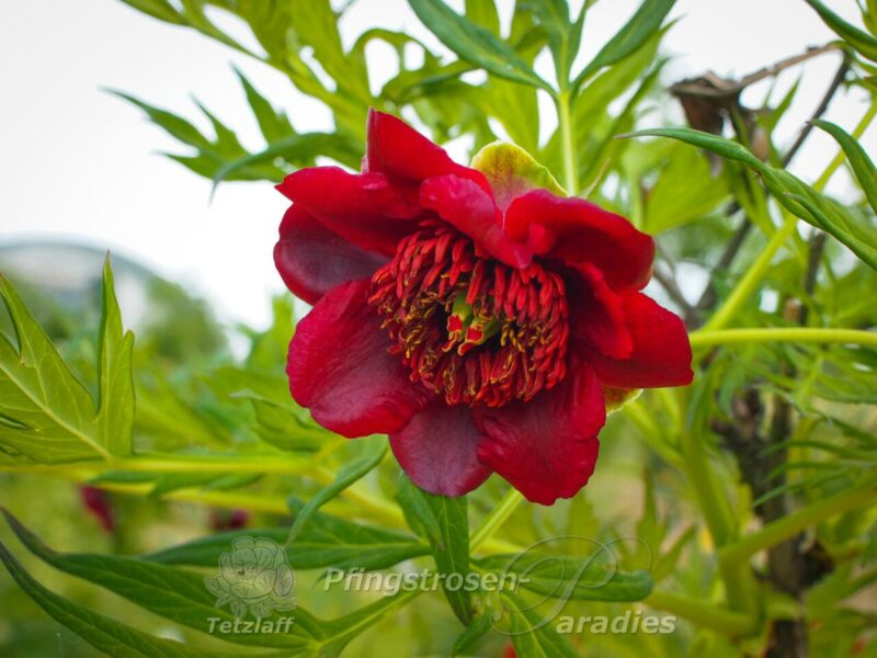 pfingstrose-paeonia-peony-Paeonia delavayi