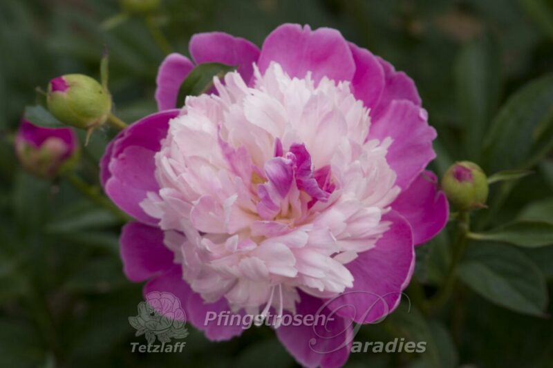 pfingstrose-paeonia-peony-Gay Paree