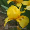 Iris kleine Gelbe