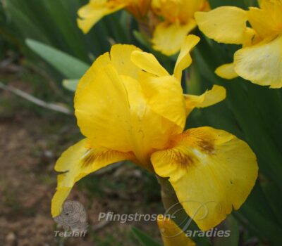 Iris kleine Gelbe