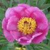 pfingstrose-paeonia-peony-Paeonia mollis