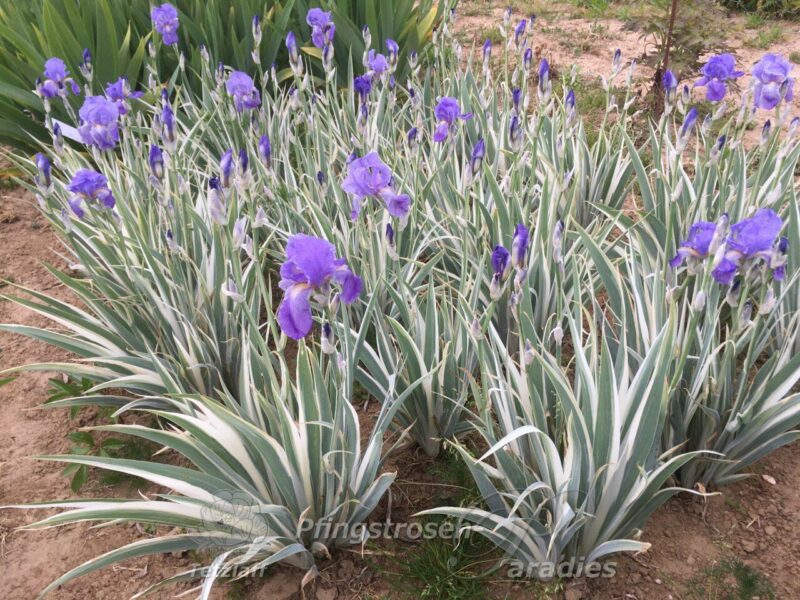 Iris Argentea Variegata