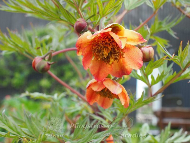 pfingstrose-paeonia-peony-Paeonia potaninii orange