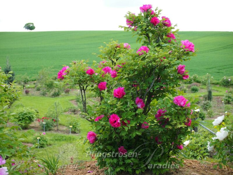 pfingstrose-paeonia-peony-Qing Hua Yan