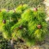 pfingstrose-paeonia-peony-P. tenuifolia