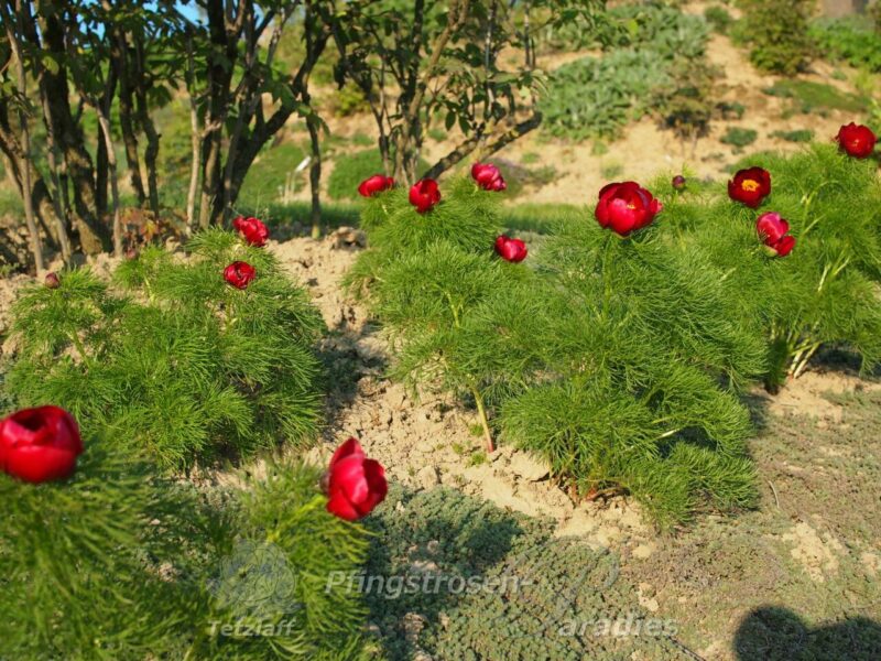 pfingstrose-paeonia-peony-P. tenuifolia