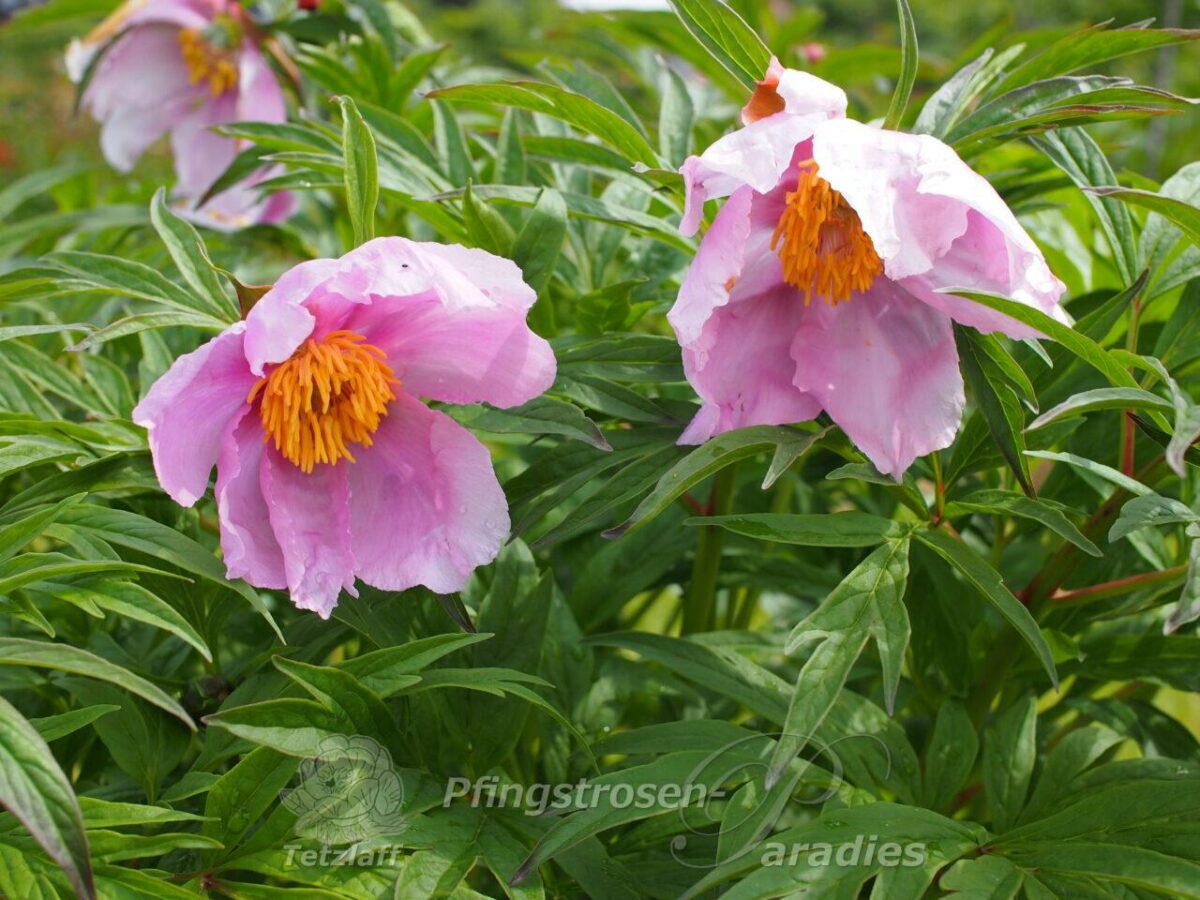 pfingstrose-paeonia-peony-P. veitschii