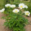 pfingstrose-paeonia-peony-P. wittmanniana-Hybride