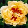 pfingstrose-paeonia-peony-Yellow Dream